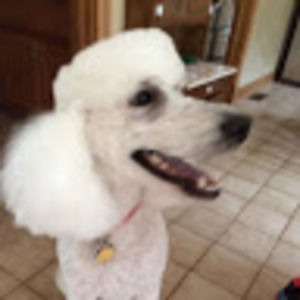 Meet your Posher, Brighid